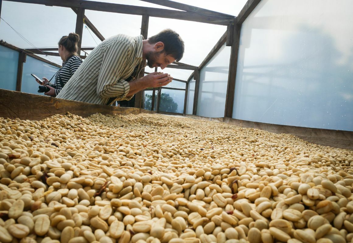 Extract Coffee - Rocket