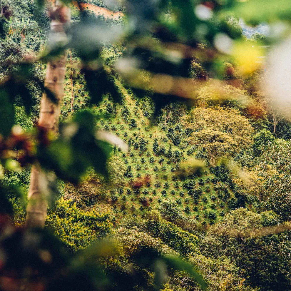 Clifton Coffee - Sugarcane Decaf - BrewMaster's Elite