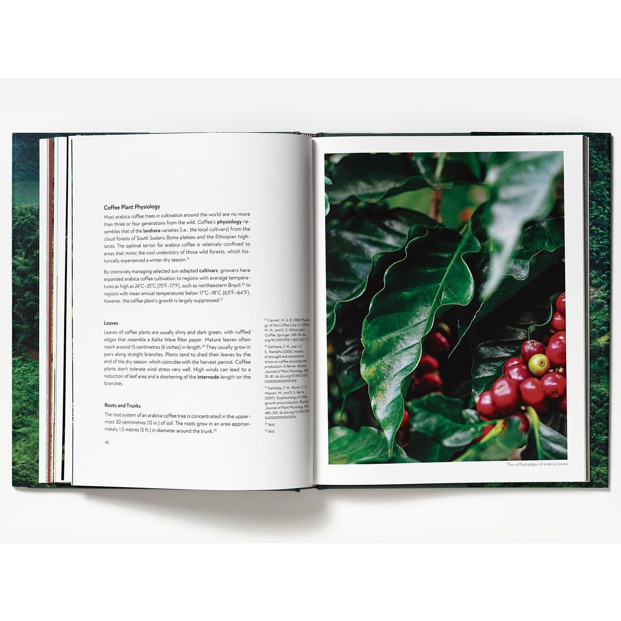 Terroir - Coffee From Seed To Harvest by Barista Hustle - BrewMaster's Elite