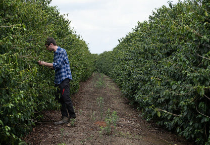 Extract Coffee - Rocket