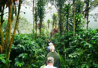 Extract Coffee - Rocket