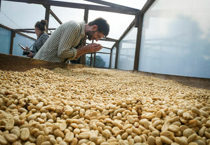 Extract Coffee - Rocket