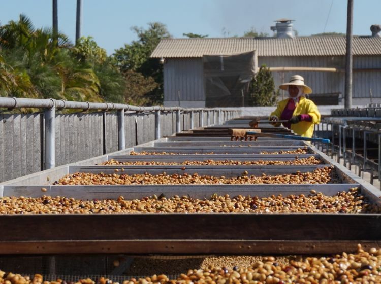 Extract Coffee - Original