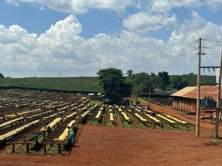 Extract Coffee - Original